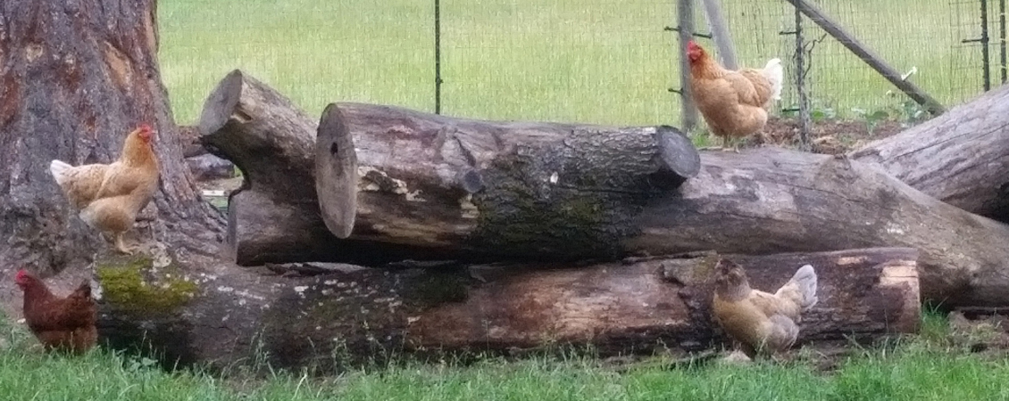 hens